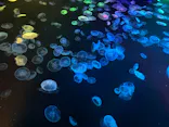 すみだ水族館に投稿された画像（2021/8/7）