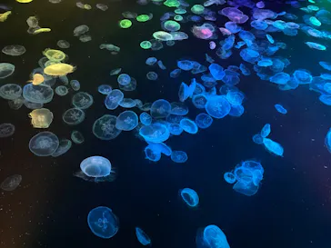 すみだ水族館に投稿された画像（2021/8/7）