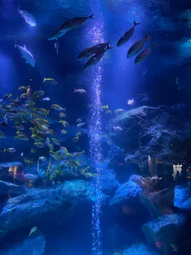 すみだ水族館に投稿された画像（2021/8/7）