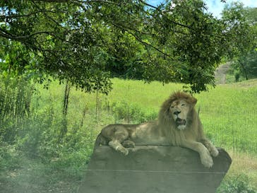 秋吉台自然動物公園 サファリランドに投稿された画像（2021/8/7）