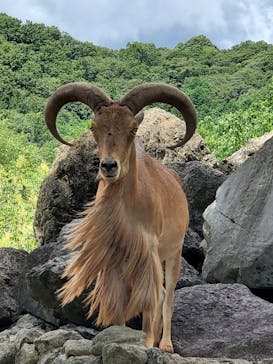 秋吉台自然動物公園 サファリランドに投稿された画像（2021/8/7）
