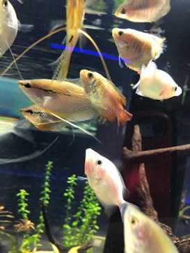 カワスイ 川崎⽔族館に投稿された画像（2021/8/7）