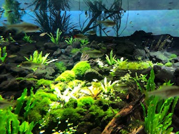 カワスイ 川崎⽔族館に投稿された画像（2021/8/7）