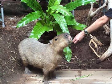 カワスイ 川崎⽔族館に投稿された画像（2021/8/7）
