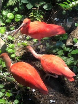 カワスイ 川崎⽔族館に投稿された画像（2021/8/7）