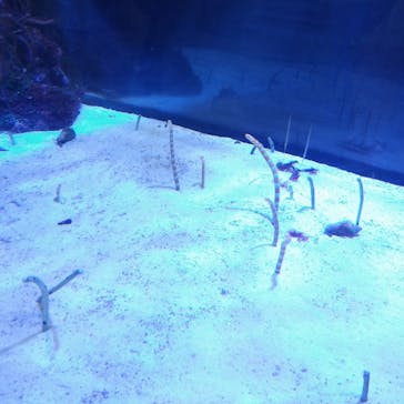 名古屋港水族館に投稿された画像（2021/8/7）