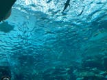 名古屋港水族館に投稿された画像（2021/8/7）