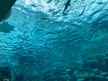 名古屋港水族館に投稿された画像（2021/8/7）