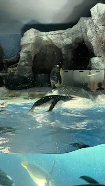 名古屋港水族館に投稿された画像（2021/8/7）