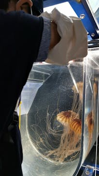 京都水族館に投稿された画像（2021/8/7）