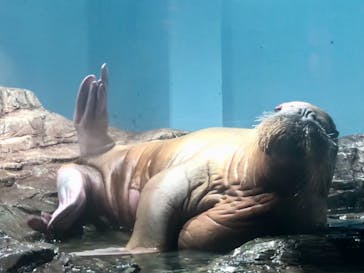 伊豆・三津シーパラダイスに投稿された画像（2021/8/7）