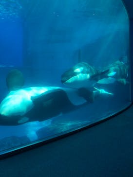 名古屋港水族館に投稿された画像（2021/8/7）