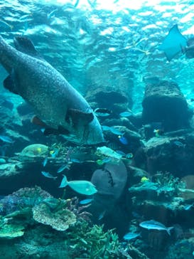 名古屋港水族館に投稿された画像（2021/8/7）