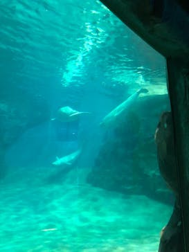 名古屋港水族館に投稿された画像（2021/8/7）