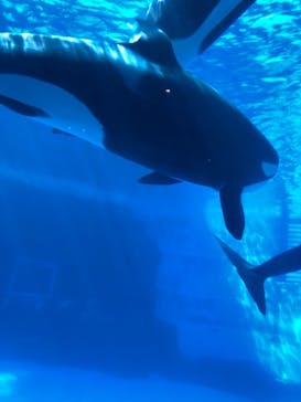 名古屋港水族館に投稿された画像（2021/8/7）