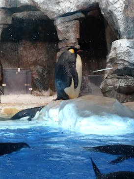 名古屋港水族館に投稿された画像（2021/8/7）