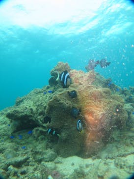 沖縄ダイビング ピンクマーメイドに投稿された画像（2021/8/7）