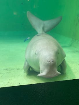 鳥羽水族館に投稿された画像（2021/8/7）