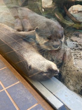 鳥羽水族館に投稿された画像（2021/8/7）