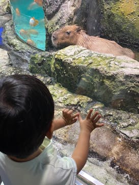 鳥羽水族館に投稿された画像（2021/8/7）
