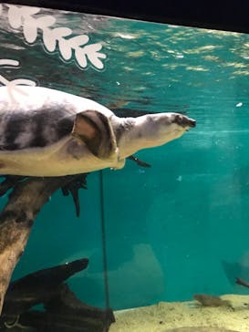 カワスイ 川崎⽔族館に投稿された画像（2021/8/7）