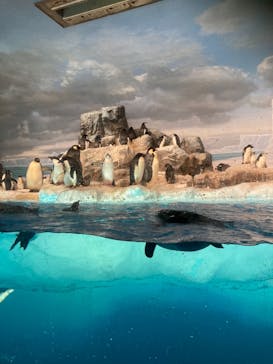 名古屋港水族館に投稿された画像（2021/8/7）
