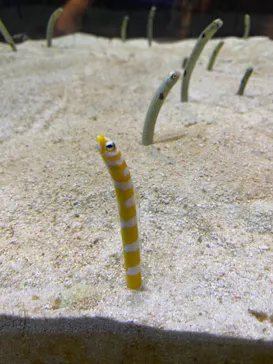 すみだ水族館に投稿された画像（2021/8/7）
