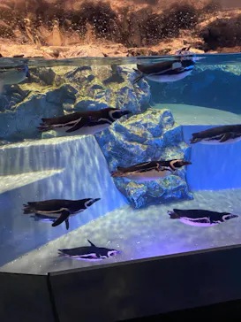 すみだ水族館に投稿された画像（2021/8/7）