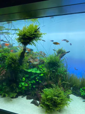 すみだ水族館に投稿された画像（2021/8/7）