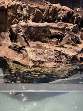 すみだ水族館に投稿された画像（2021/8/7）