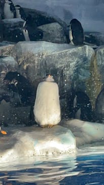 名古屋港水族館に投稿された画像（2021/8/7）