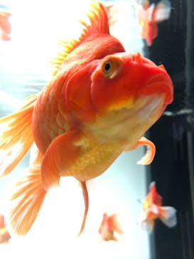 マクセル アクアパーク品川に投稿された画像（2021/8/7）