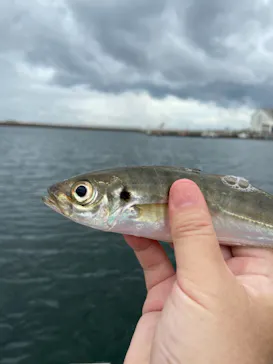 横浜・八景島シーパラダイスに投稿された画像（2021/8/7）
