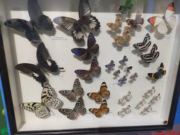 特別展「昆虫」(名古屋市科学館)に投稿された画像（2021/8/7）