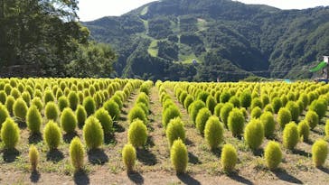 湯沢高原スキー場/パノラマパークに投稿された画像（2021/8/7）