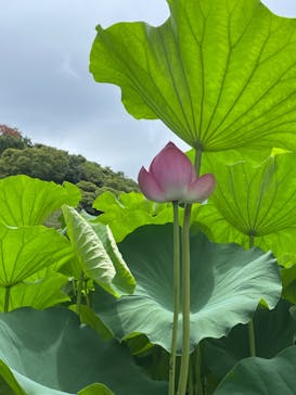 三溪園に投稿された画像（2021/8/8）