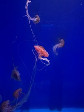 新江ノ島水族館に投稿された画像（2021/8/8）