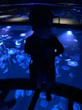すみだ水族館に投稿された画像（2021/8/8）