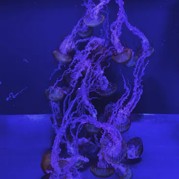 すみだ水族館に投稿された画像（2021/8/8）