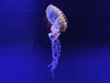 すみだ水族館に投稿された画像（2021/8/8）