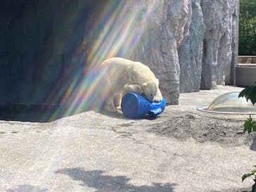 旭川市旭山動物園に投稿された画像（2021/8/8）