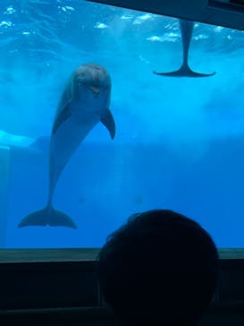 大分マリーンパレス水族館 「うみたまご」に投稿された画像（2021/8/8）