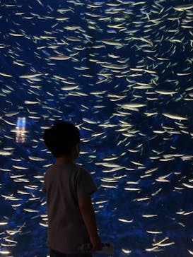 大分マリーンパレス水族館 「うみたまご」に投稿された画像（2021/8/8）