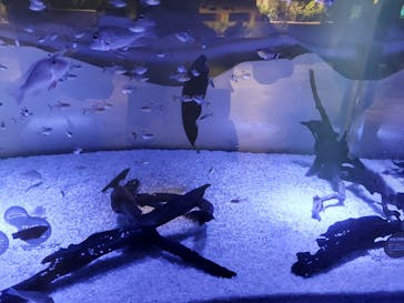 カワスイ 川崎⽔族館に投稿された画像（2021/8/8）