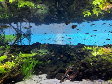 カワスイ 川崎⽔族館に投稿された画像（2021/8/8）