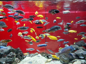 カワスイ 川崎⽔族館に投稿された画像（2021/8/8）