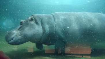 旭川市旭山動物園に投稿された画像（2021/8/8）