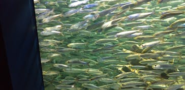 サンシャイン水族館に投稿された画像（2021/8/8）