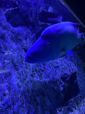 すみだ水族館に投稿された画像（2021/8/8）