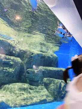 マクセル アクアパーク品川に投稿された画像（2021/8/8）